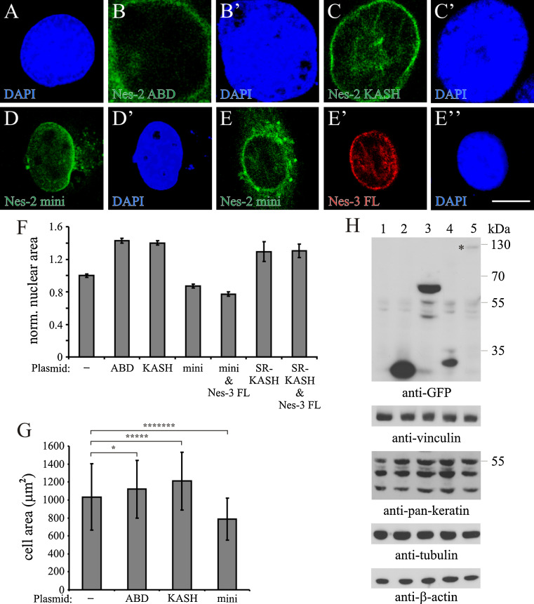 Fig. 7