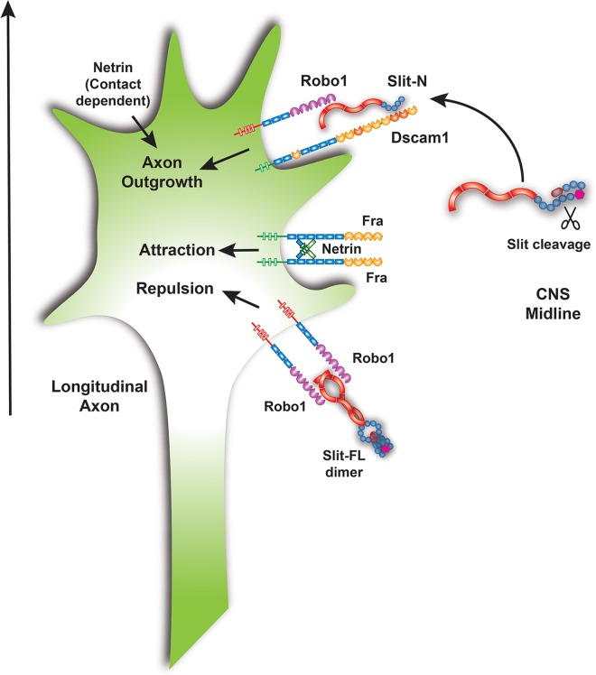 Fig 10