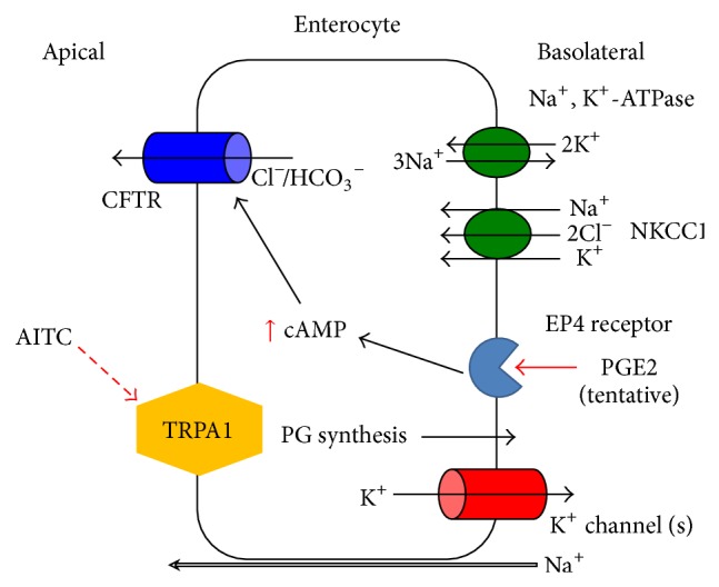 Figure 4