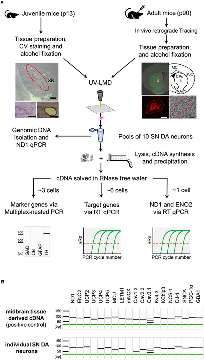 FIGURE 1