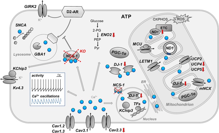 FIGURE 6