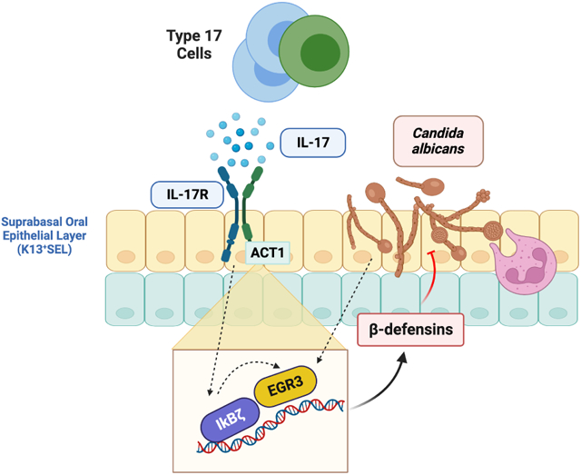 graphic file with name nihms-1932336-f0001.jpg