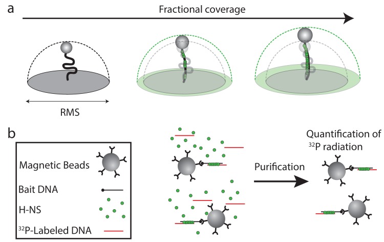 Figure 1—figure supplement 4.