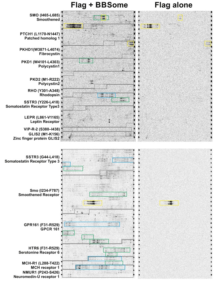 Figure 4—figure supplement 1.