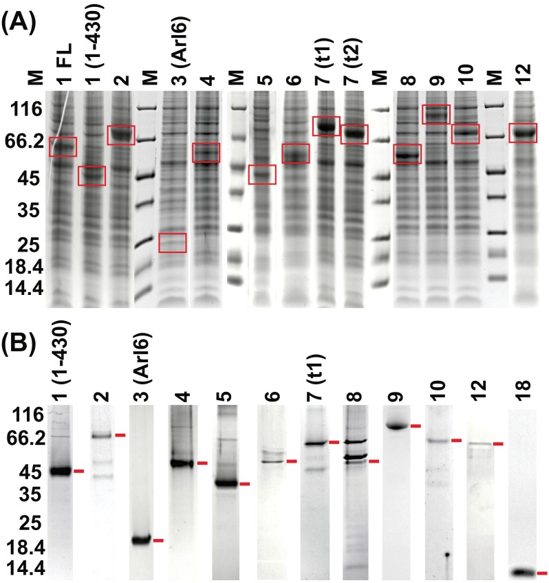 Figure 1—figure supplement 1.