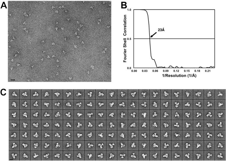 Figure 2—figure supplement 1.