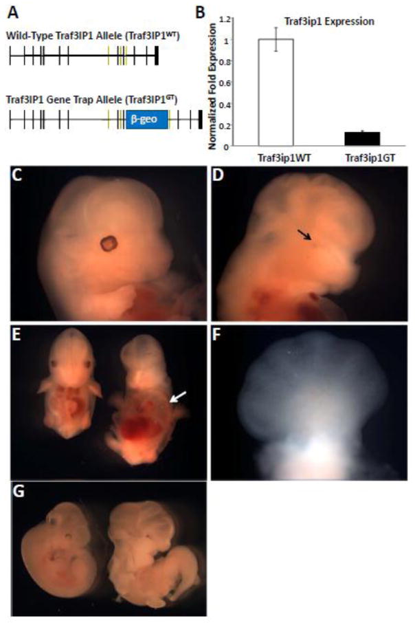 Mutations in Traf3ip1 reveal defects in ciliogenesis, embryonic ...