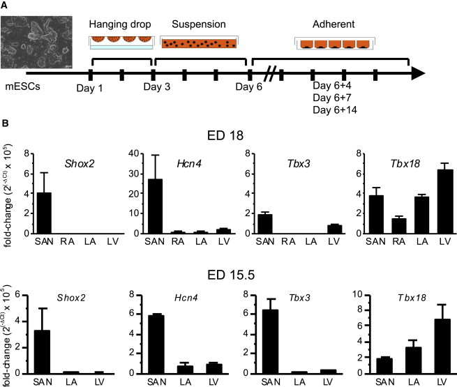 Figure 1