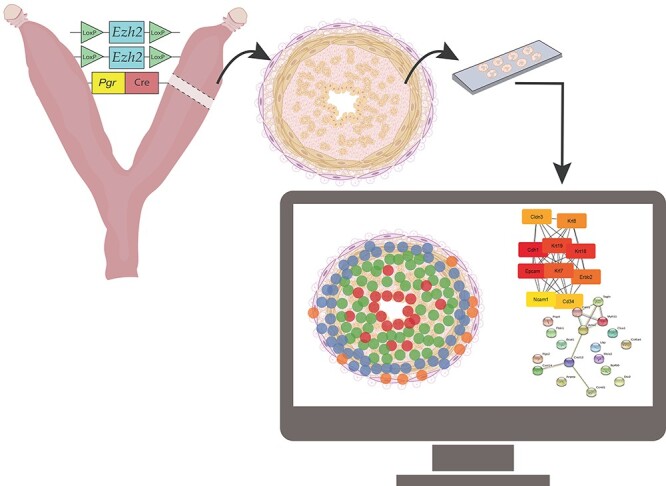 Graphical Abstract