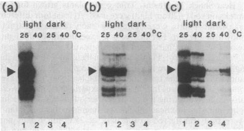 graphic file with name pnas00339-0243-b.jpg