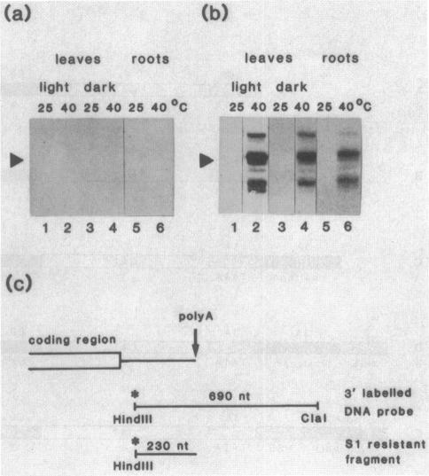 graphic file with name pnas00339-0243-a.jpg