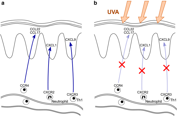 Figure 5
