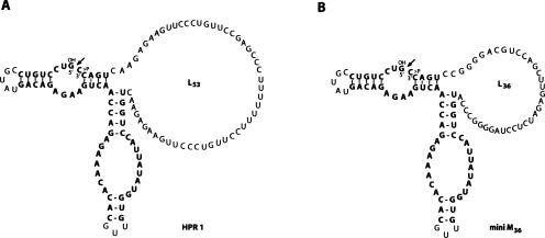 FIGURE 1.