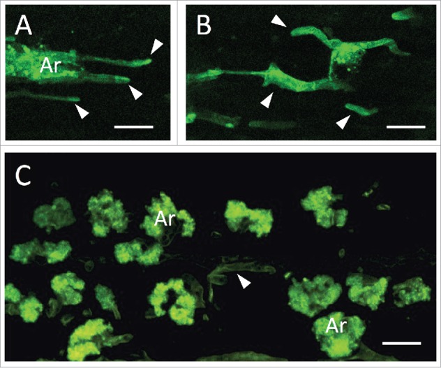 Figure 2.