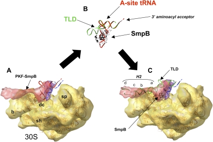 FIGURE 3.