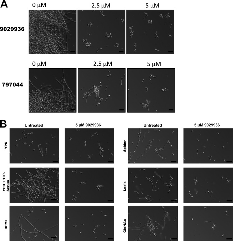 FIG 2 