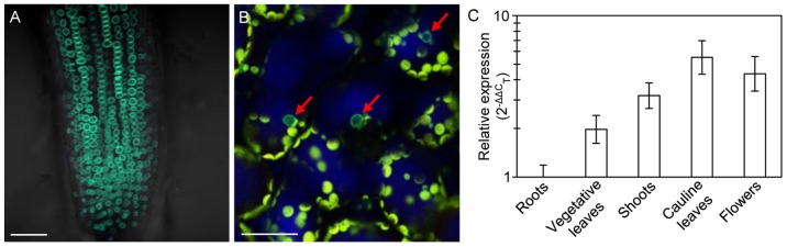 Figure 4