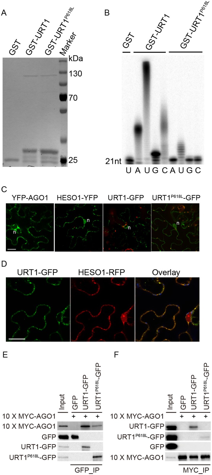 Fig 6