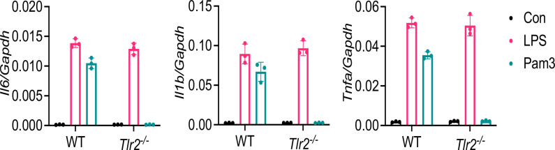 Figure 5—figure supplement 1.