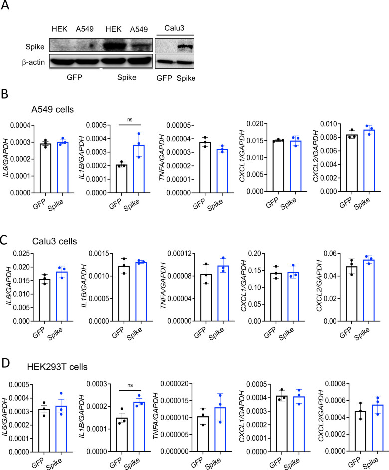 Figure 3—figure supplement 1.