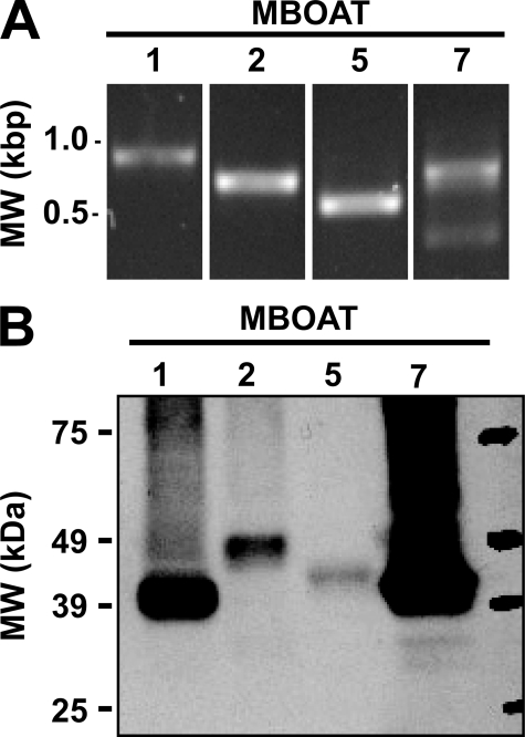 FIGURE 1.