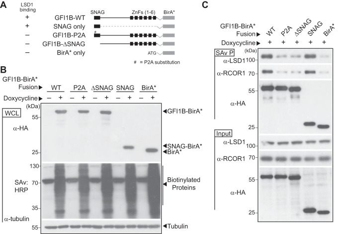 FIG 6