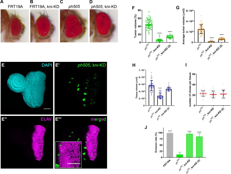 Figure 2—figure supplement 2.