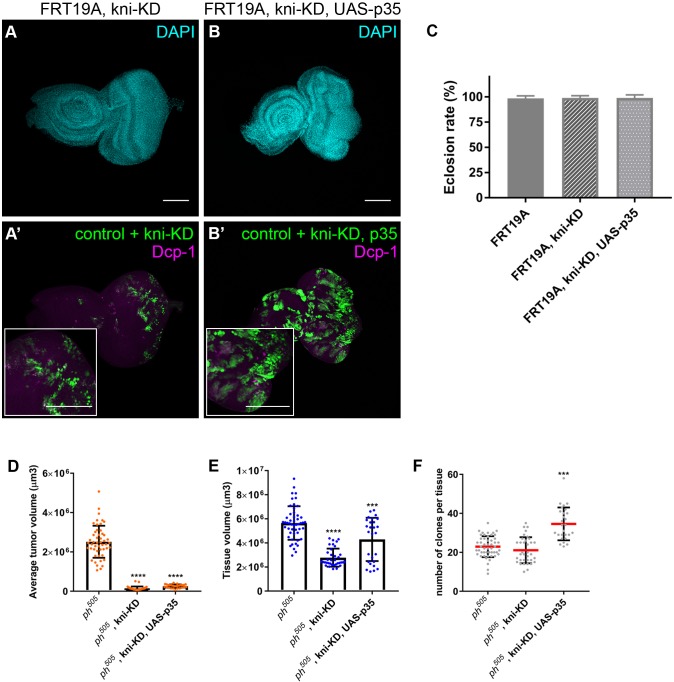 Figure 3—figure supplement 1.