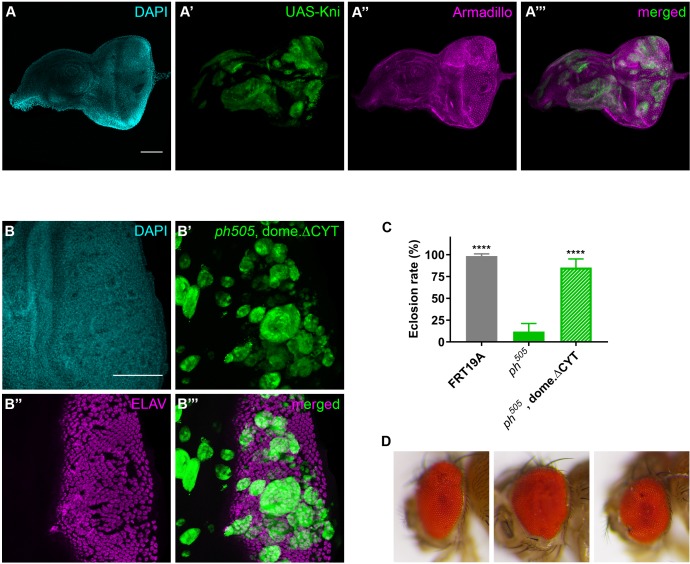 Figure 5—figure supplement 1.