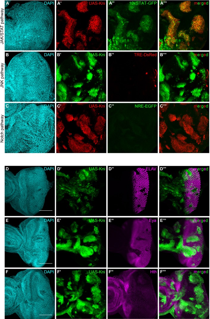 Figure 5.