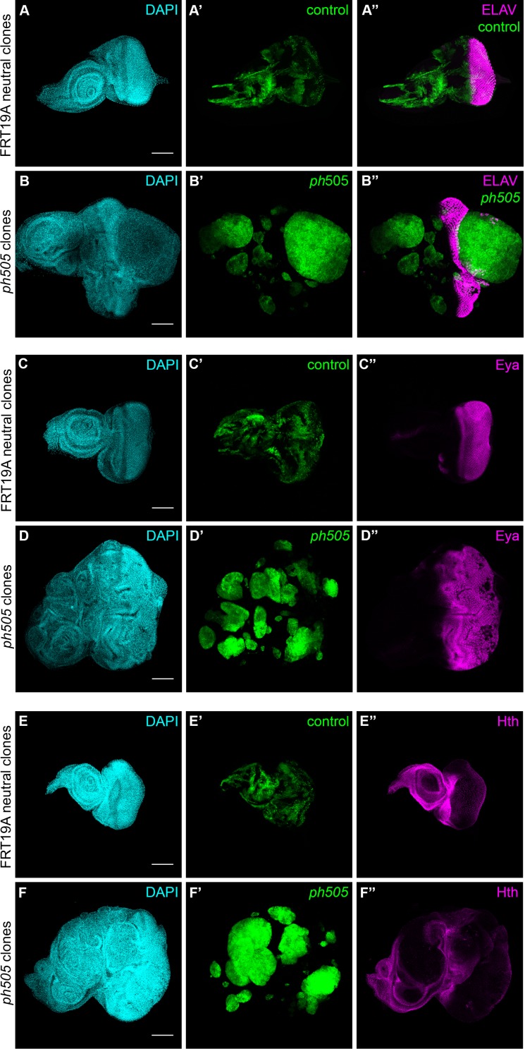 Figure 1—figure supplement 3.