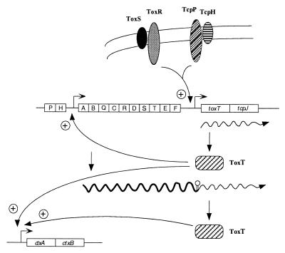 FIG. 6