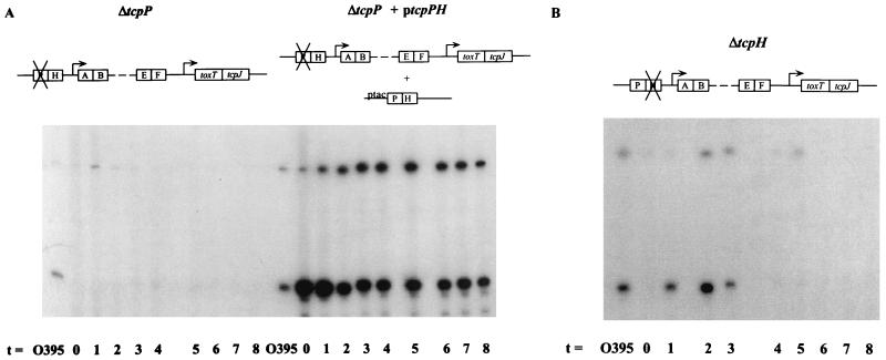 FIG. 5