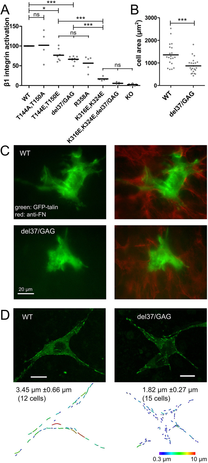 Fig. 6. F1 loop-deleted full-length talin rescues integrin activation in talin-knockout cells, but both integrin activation and adhesion maturation are impaired. (A) Activation of β1 integrin by wild-type (WT) and F1 loop-deleted full-length talin. Talin knockout cells (KO, n=10), and cells expressing talin constructs with an N-terminal GFP tag (WT, n=10; del37/GAG, n=10; T144E T150E, n=7; T144A T150A, n=4; R358A, n=5; K316E K324E, n=5; and K316E K324E+del37/GAG, n=4). The activation indices were normalized to GFP-tagged wild-type talin. Normalized activation indices are shown as points, with the mean indicated by a line. Statistical analysis was carried out using a one-way ANOVA [F(7,47)=66.13, P<0.0001] and Tukey's multiple comparison test. (B) Spreading of talin-knockout cells expressing the wild-type (n=42 cells) and F1 loop-deleted (n=30) full-length talin on a 3D matrix. Cell area was measured at 6 h. Lines indicate the mean values. Statistical analysis was carried out using an unpaired two-tailed t-test [t(40)=3.740, P=0.0006]. (C) Cell spreading and fibronectin remodeling in 3D culture. Representative talin-knockout cells expressing the indicated talin variants are shown. Red, anti-fibronectin; green, GFP–talin. (D) Top: two representative talin-knockout cells expressing the wild-type and loop-deleted GFP-labeled full-length talins are shown. Green, GFP-talin. Bottom: average single adhesion lengths (mean±s.e.m.) of the indicated number of cells, along with individual adhesions for the representative cells, color-coded by length of adhesions as determined using the Imaris software (Bitplane, Zürich, Switzerland). Scale bars: 20 µm. *P≤0.05; ***P≤0.001; ns, not significant.