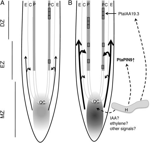 Figure 7.