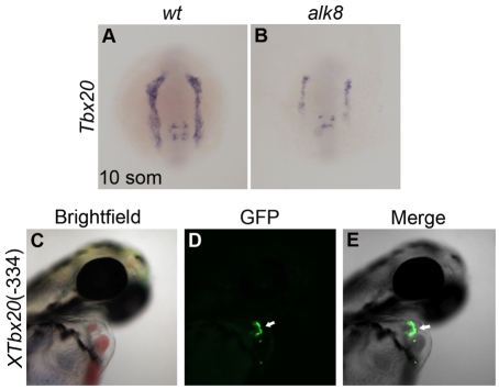 Fig. 8.