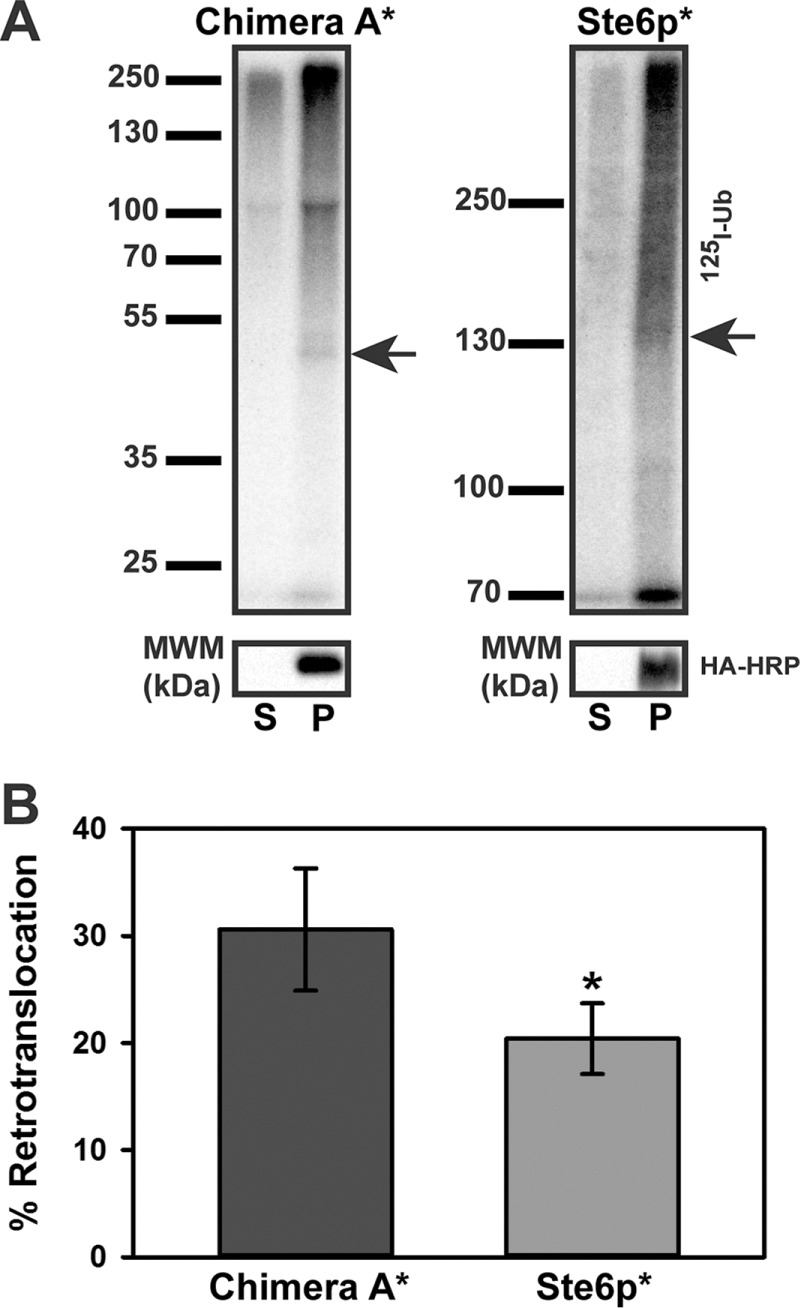 FIGURE 7: