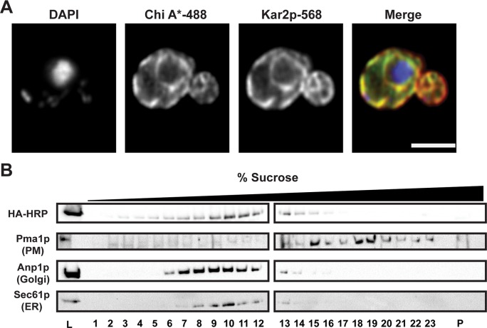 FIGURE 3: