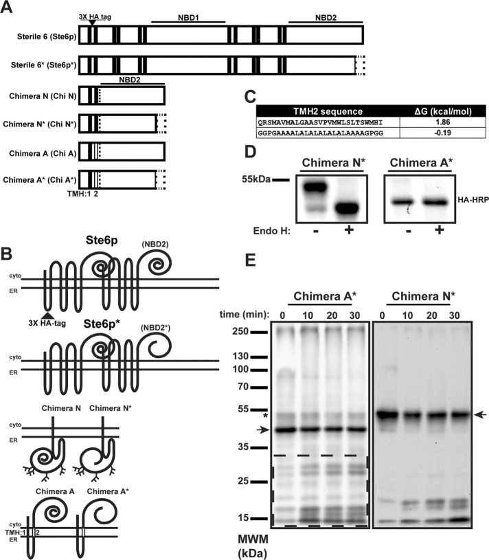 FIGURE 1: