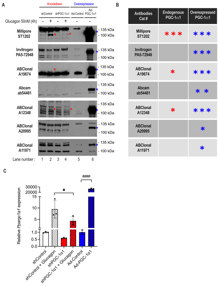 
Figure 1.
Comparison of PGC-1α antibody sensitivity and specificity for endogenous and overexpressed mouse PGC-1α1 protein by Western blot
