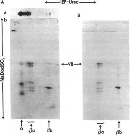 graphic file with name pnas00444-0239-a.jpg