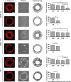 Figure 4—figure supplement 8.