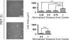 Figure 4—figure supplement 9.