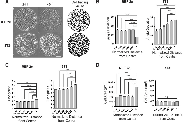 Condensation tendency and planar isotropic actin gradient induce radial ...