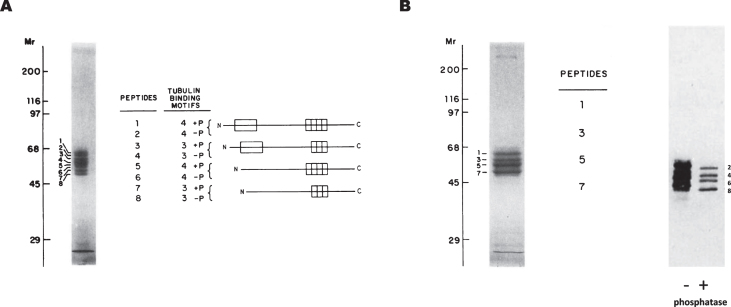 Fig.3