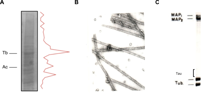 Fig.1