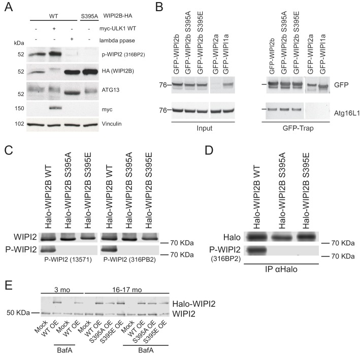 Figure 7—figure supplement 1.