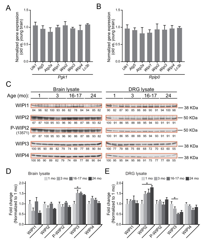 Figure 6—figure supplement 1.