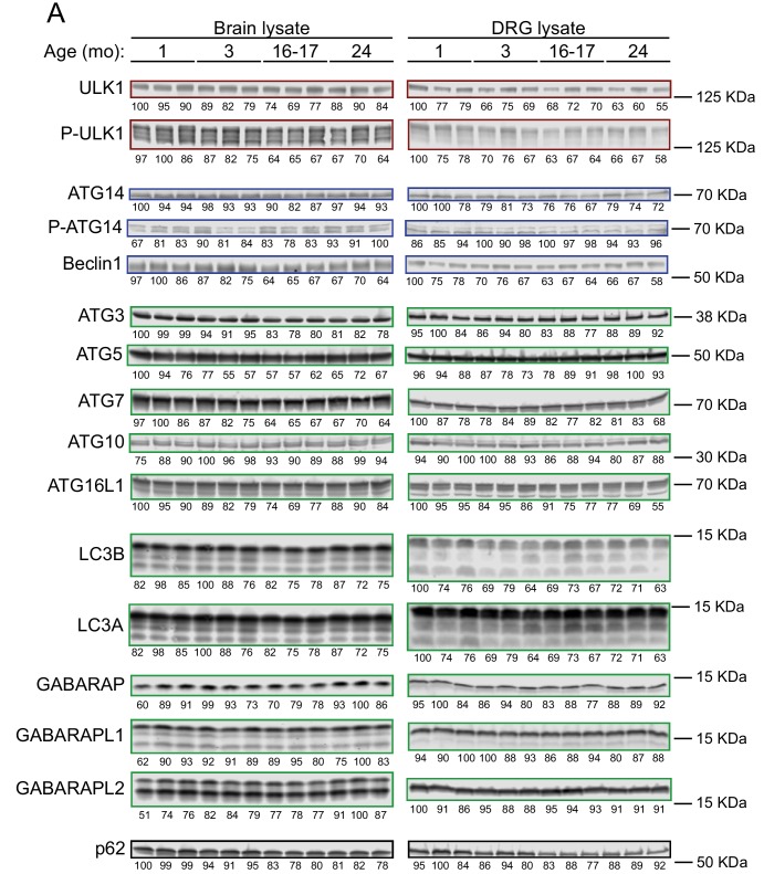 Figure 6—figure supplement 2.