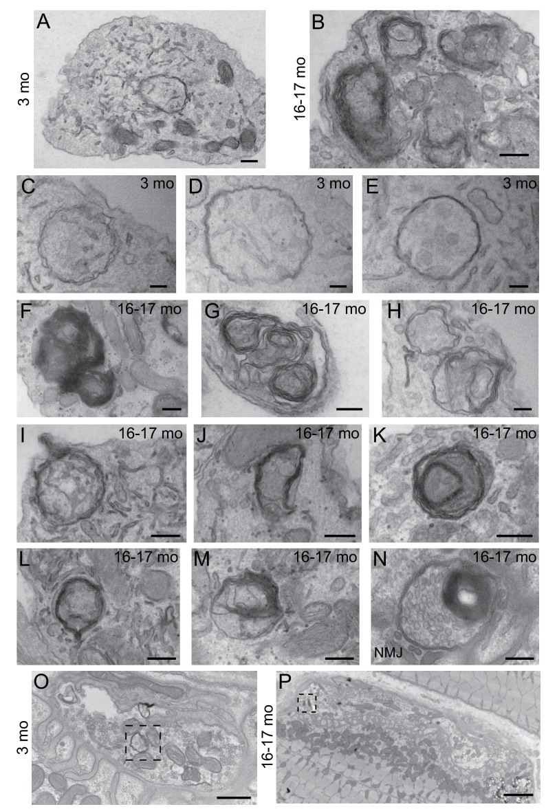 Figure 1—figure supplement 1.